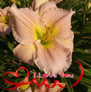 Meet your Posher, Shawn